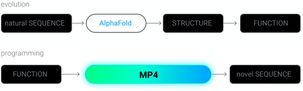 Comparison of evolution and programming workflows for protein function, highlighting AlphaFold and MP.