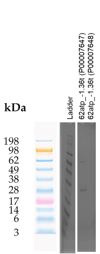 Tierra Image 2